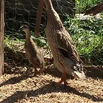 Lejlighed Landhof Schober Weissbriach