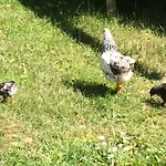 Lejlighed Landhof Schober