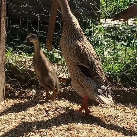 Διαμέρισμα Landhof Schober Weissbriach