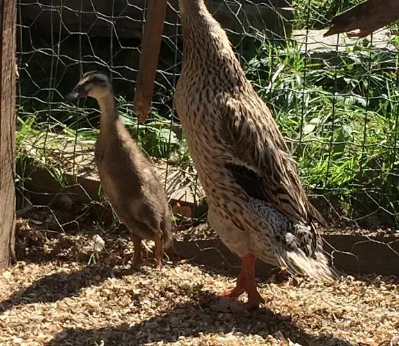 Apartament Landhof Schober Weissbriach