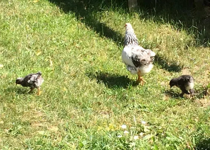 Apartamento Landhof Schober